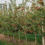 Stĺpovitá jabloň (Malus ballerina) ´STAR CATS´ - jesenná, výška 60-80 cm - voľnokorenná